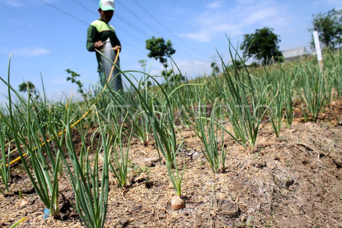 Bisnis benih hortikultura miliki prospek menjanjikan