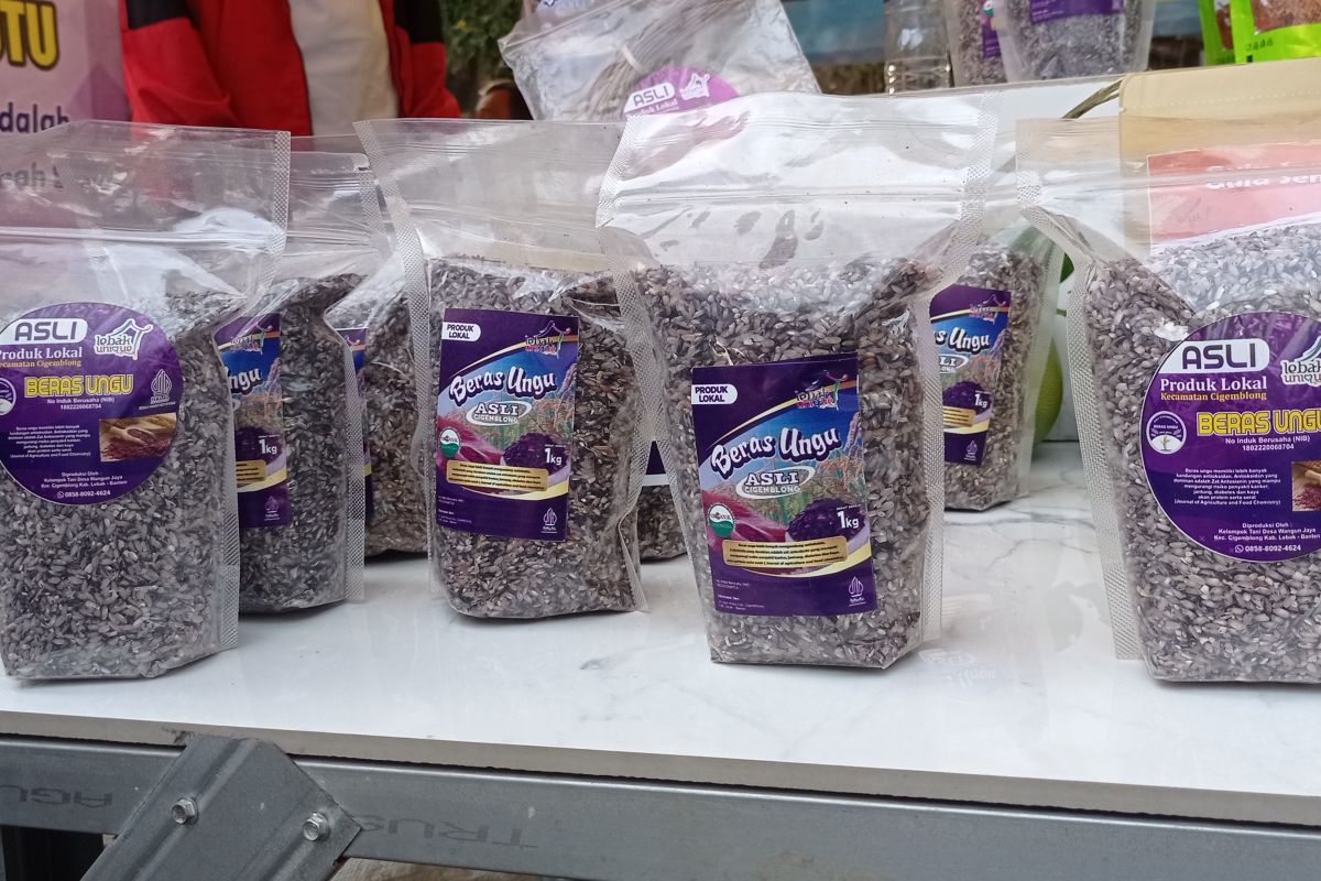 Petani Lebak mulai kembangkan beras ungu organik