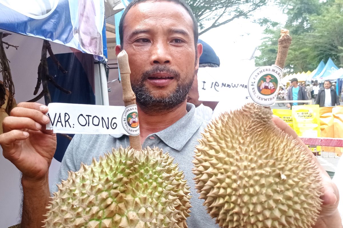 Petani Lebak berhasil kembangkan durian varietas unggul jenis Sangkanwangi
