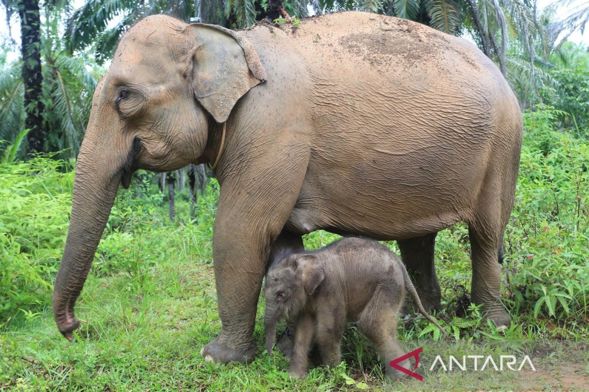 Anak gajah betina lahir dengan selamat di CRU Alue Kuyun Aceh Barat