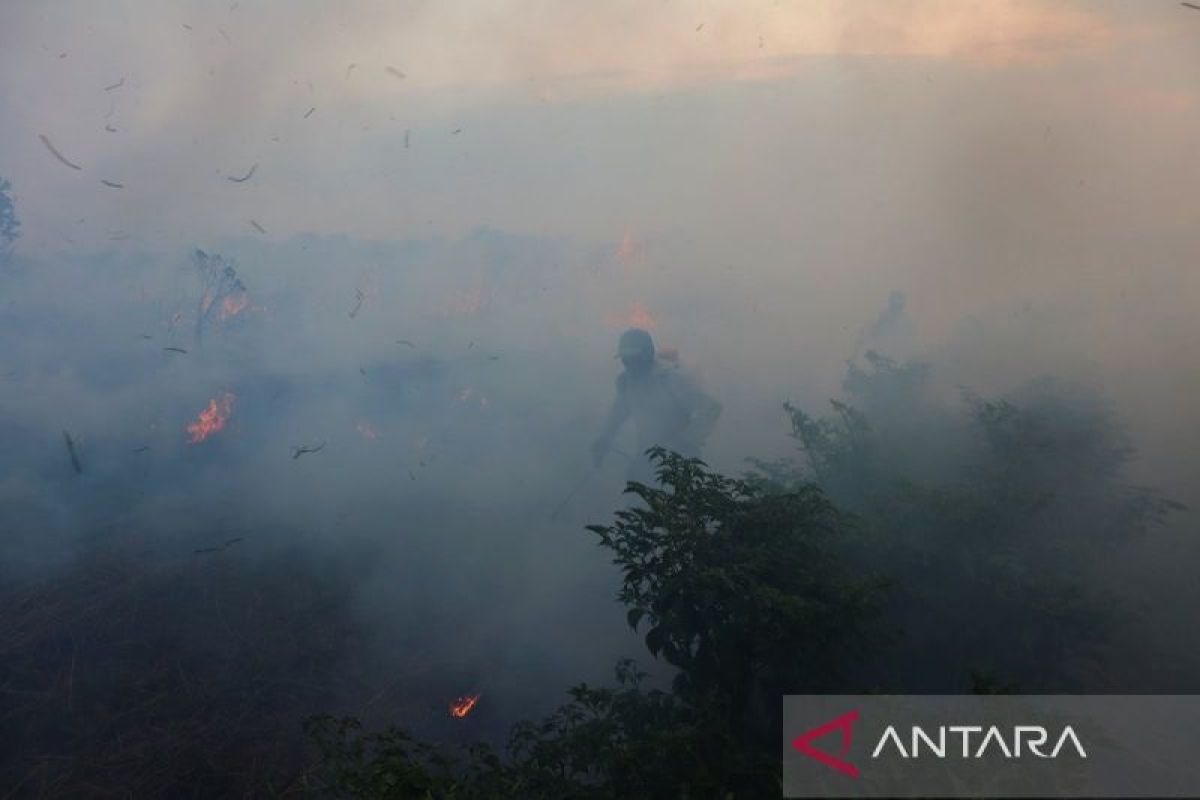 Menyelamatkan cabai terpedas di Indonesia dari karhutla