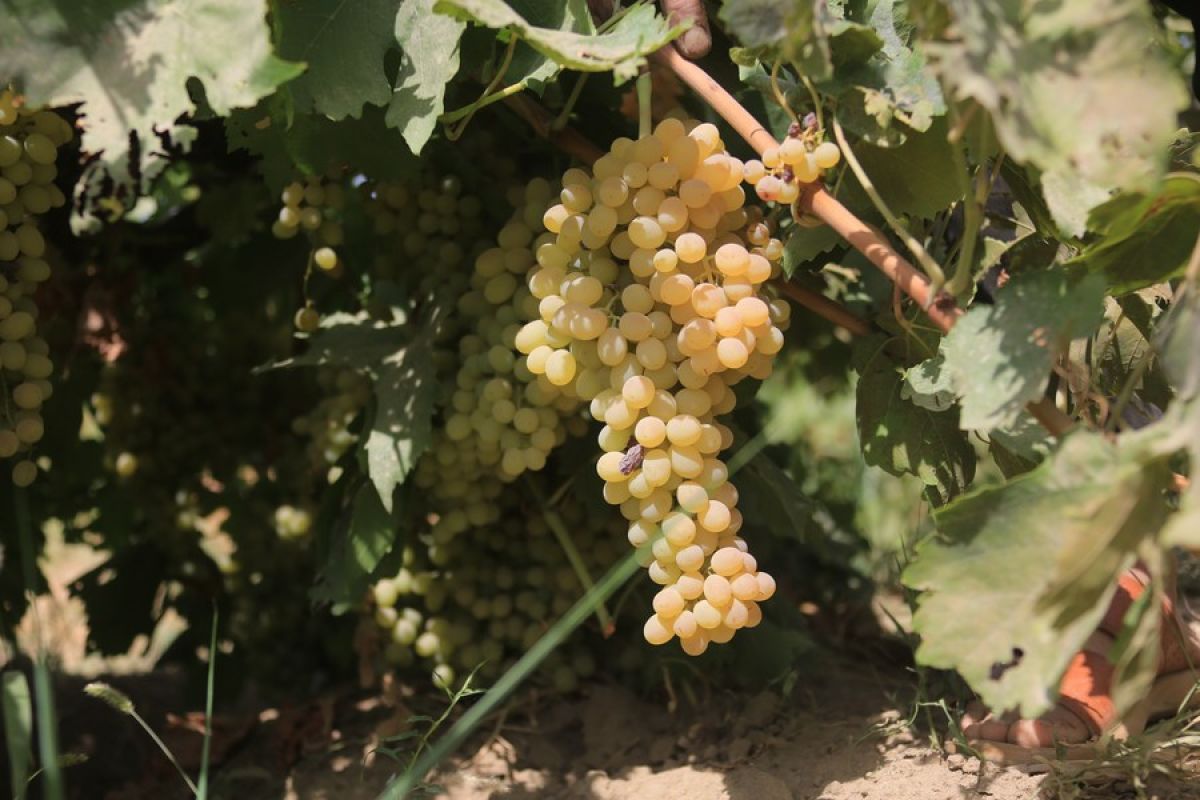 Album Asia: Petani Afghanistan nikmati panen raya anggur dan tomat
