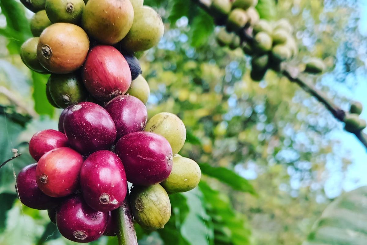 UMKM kopi lokal di Lebak mulai tumbuh dan berkembang