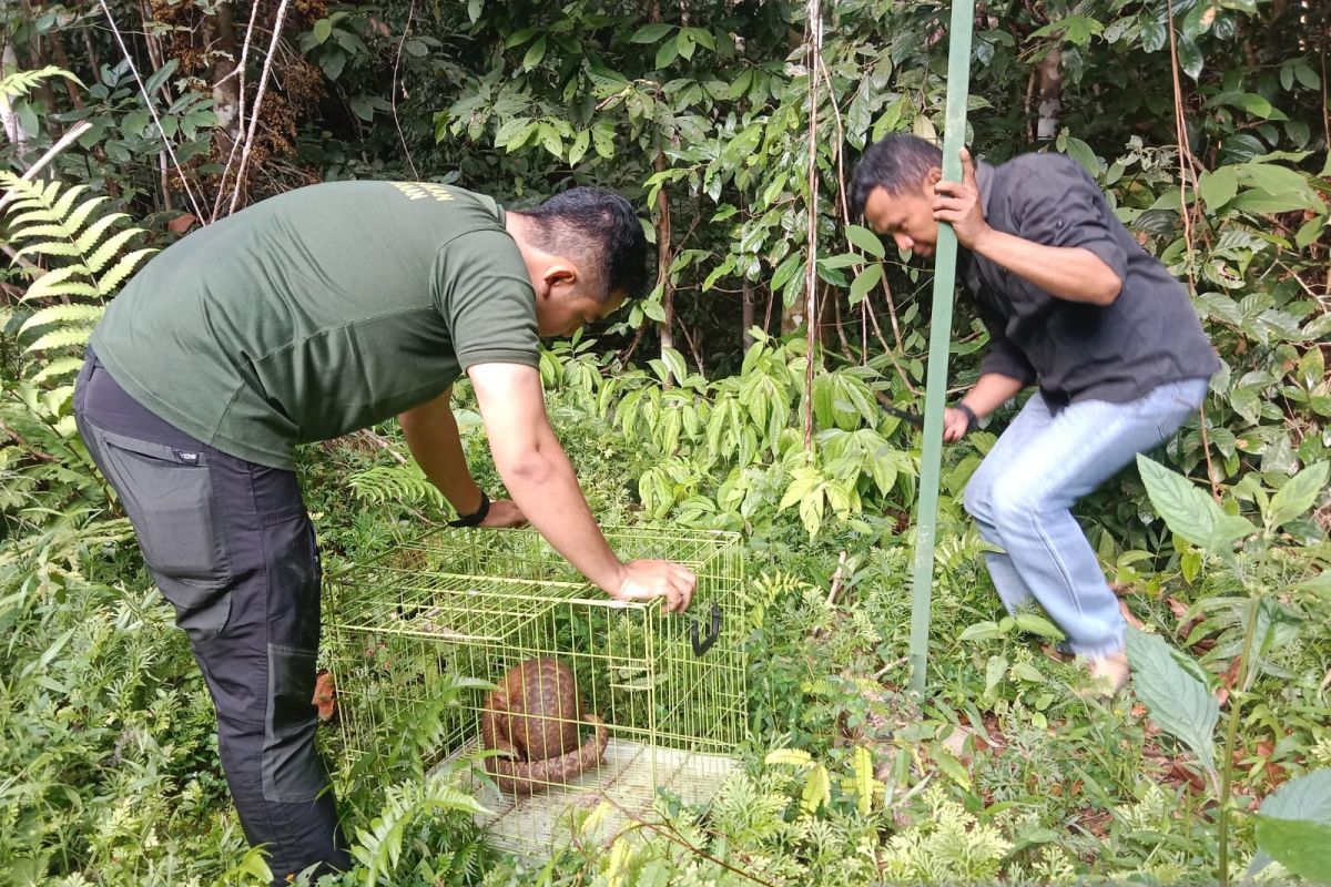 BKSDA Sumbar lepasliar satwa dilindungi ke hutan konservasi