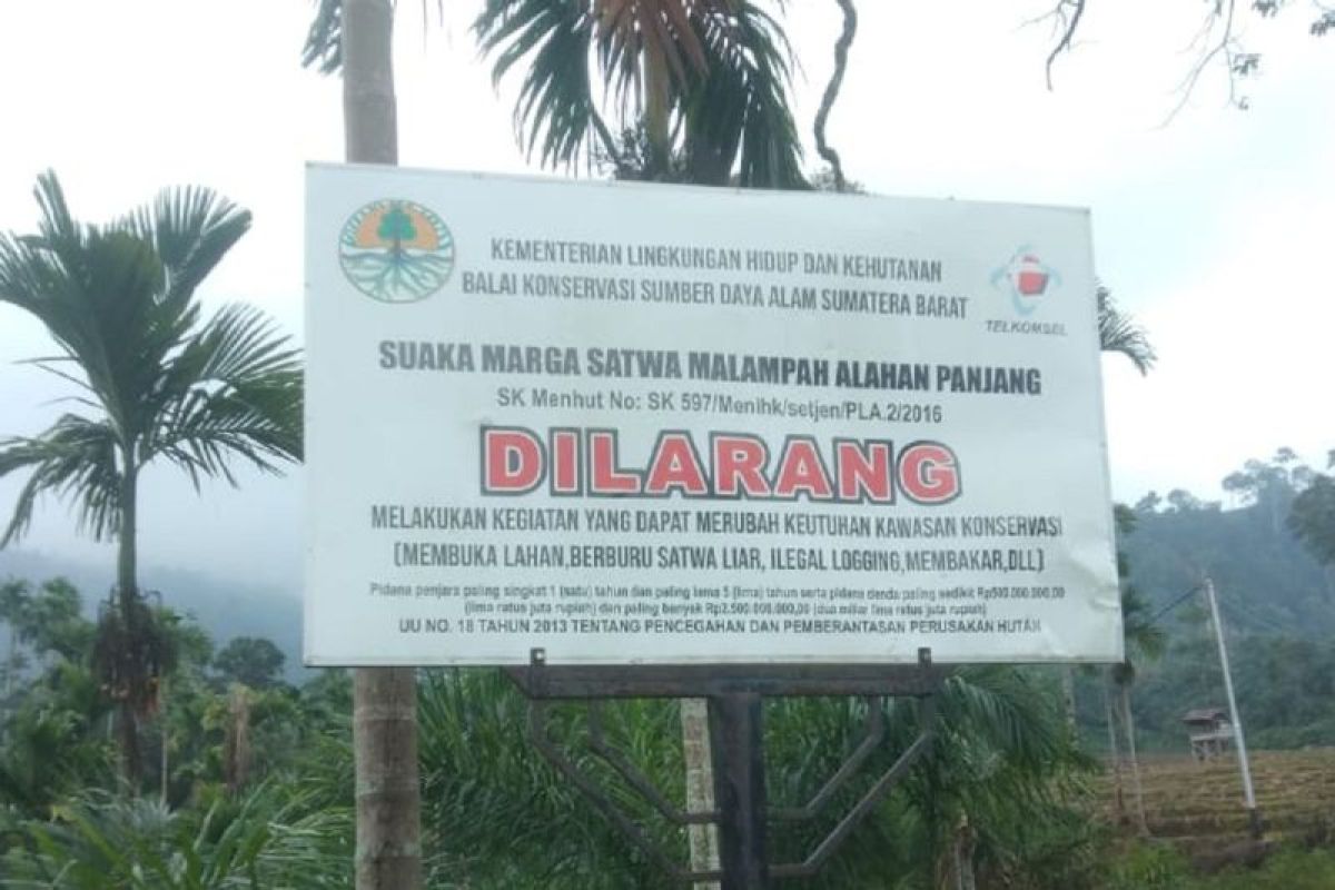 BKSDA lakukan penanganan konflik Harimau Sumatera di Tigo Nagari