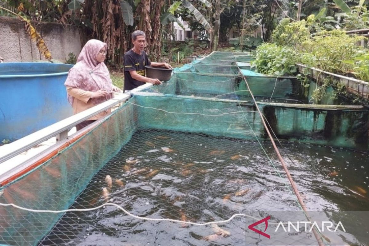 Pemkab Bogor selamatkan sektor peternakan-perikanan dari kekeringan