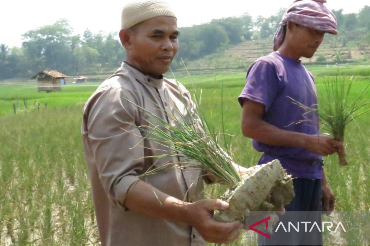 Pemkab Bogor yakin penuhi kebutuhan beras meski 221 hektare sawah alami puso