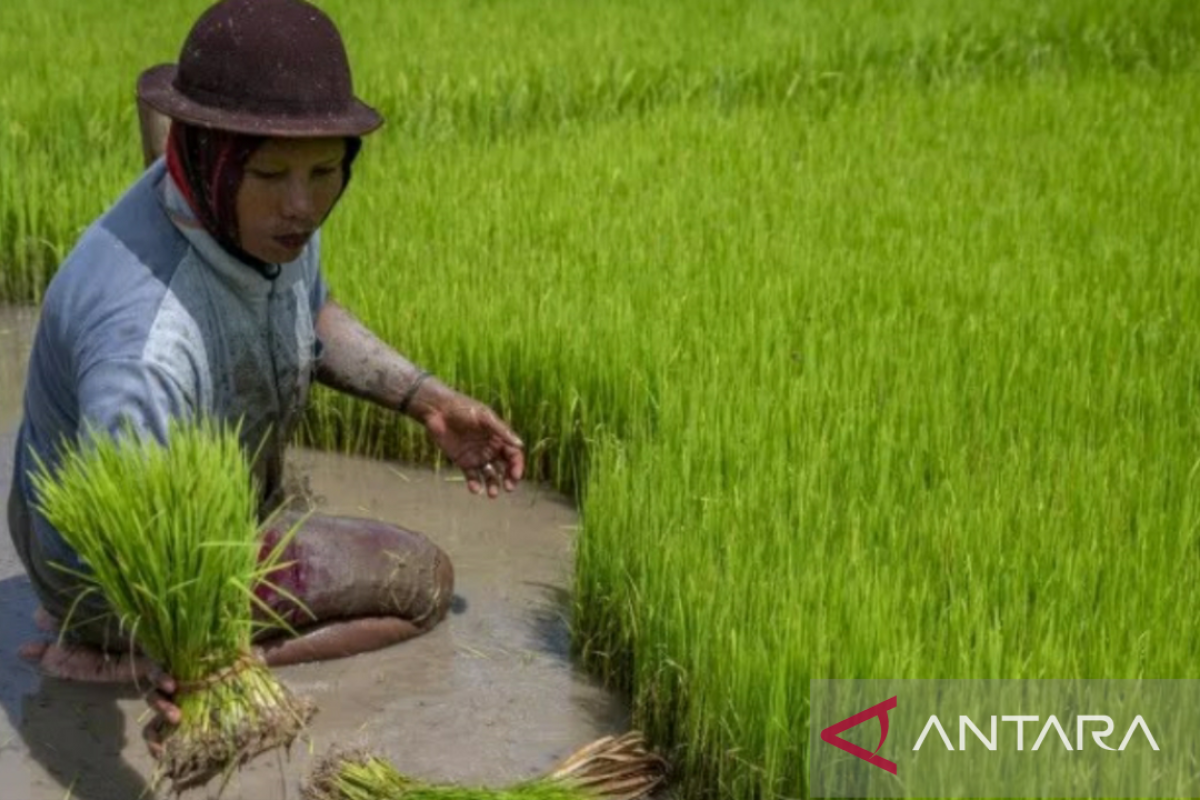 Pupuk Kujang dampingi ribuan petani dalam realisasikan program Makmur