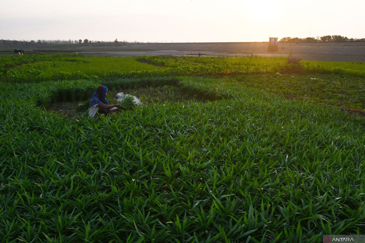 Petani Bali ubah komoditas yang ditanam selama kemarau
