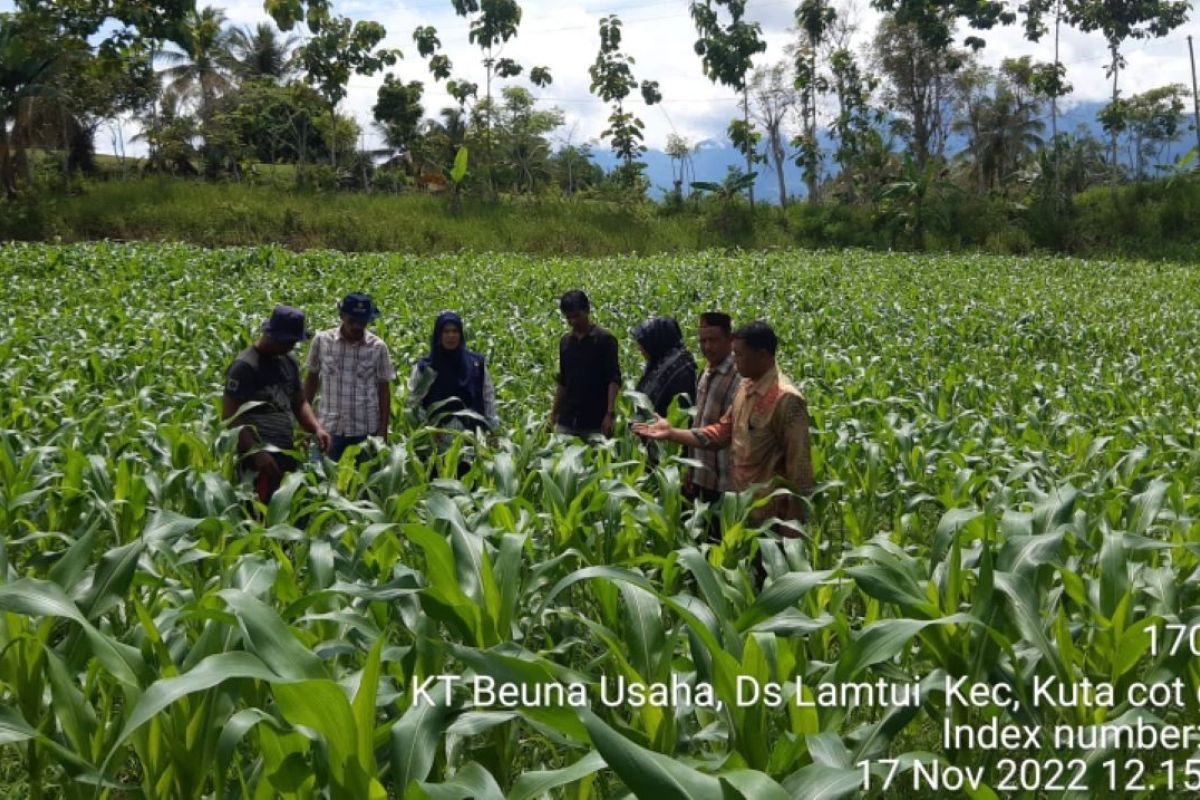 Aceh Besar targetkan produksi 15 ribu ton jagung 2023