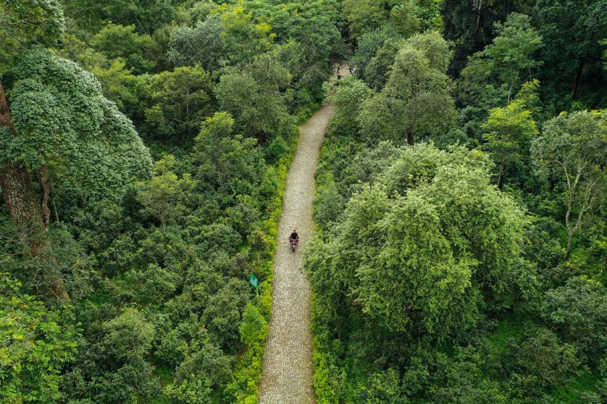 China rilis rencana reformasi untuk sistem tenurial hutan kolektif