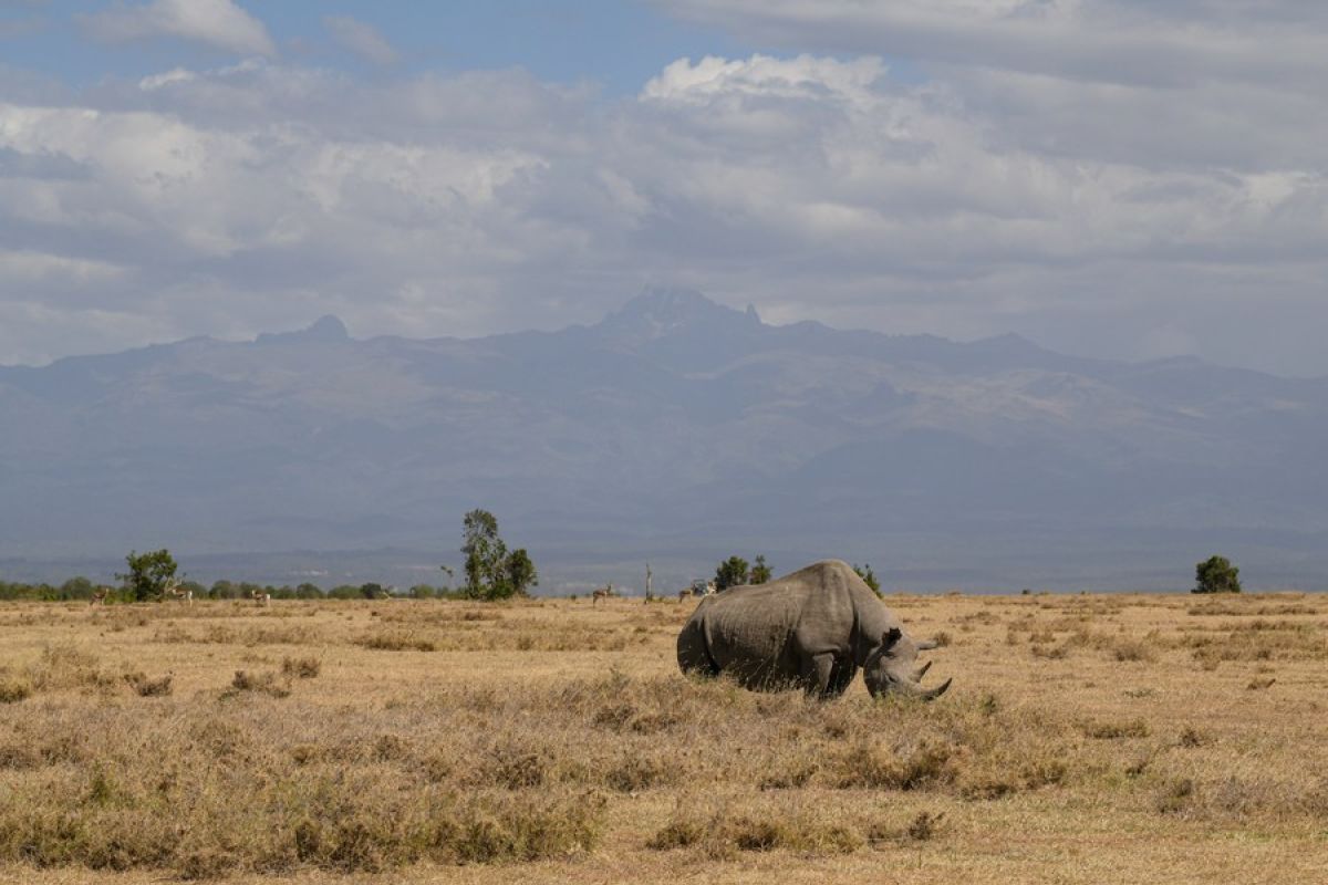 Kenya luncurkan rencana aksi tingkatkan populasi badak hitam