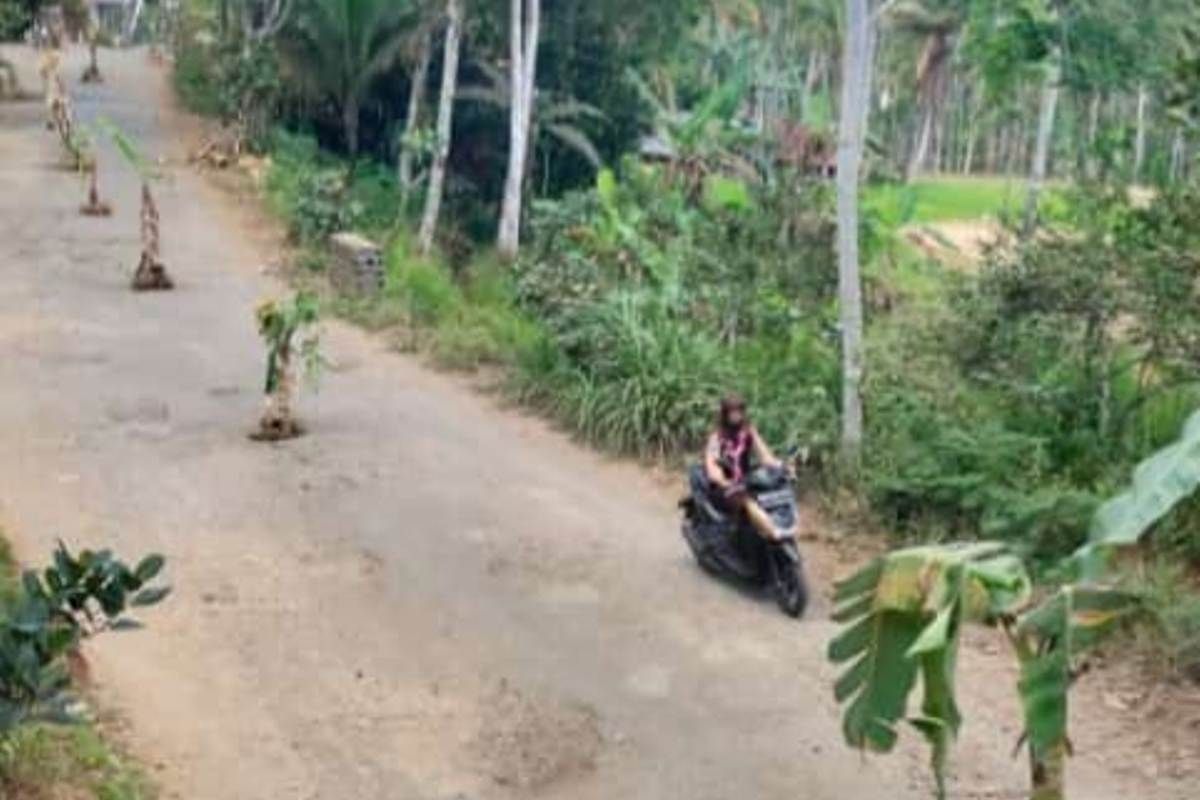 Petugas singkirkan pohon pisang yang ditanam warga di tengah jalan