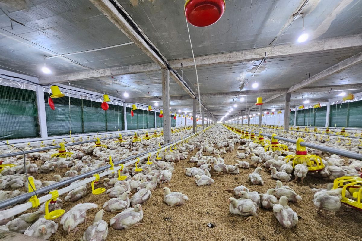 Dua industri peternakan ayam di Singkawang gunakan listrik PLN