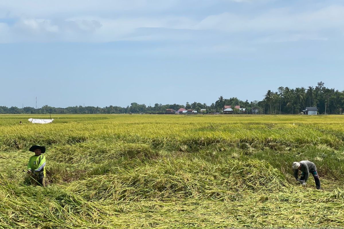 Pemkab Pidie optimis bisa produksi 170 ribu ton padi di musim rendengan