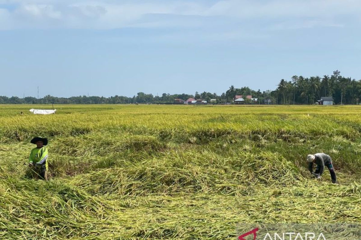 Pidie targetkan produksi 170 ribu ton padi di musim tanam rendengan