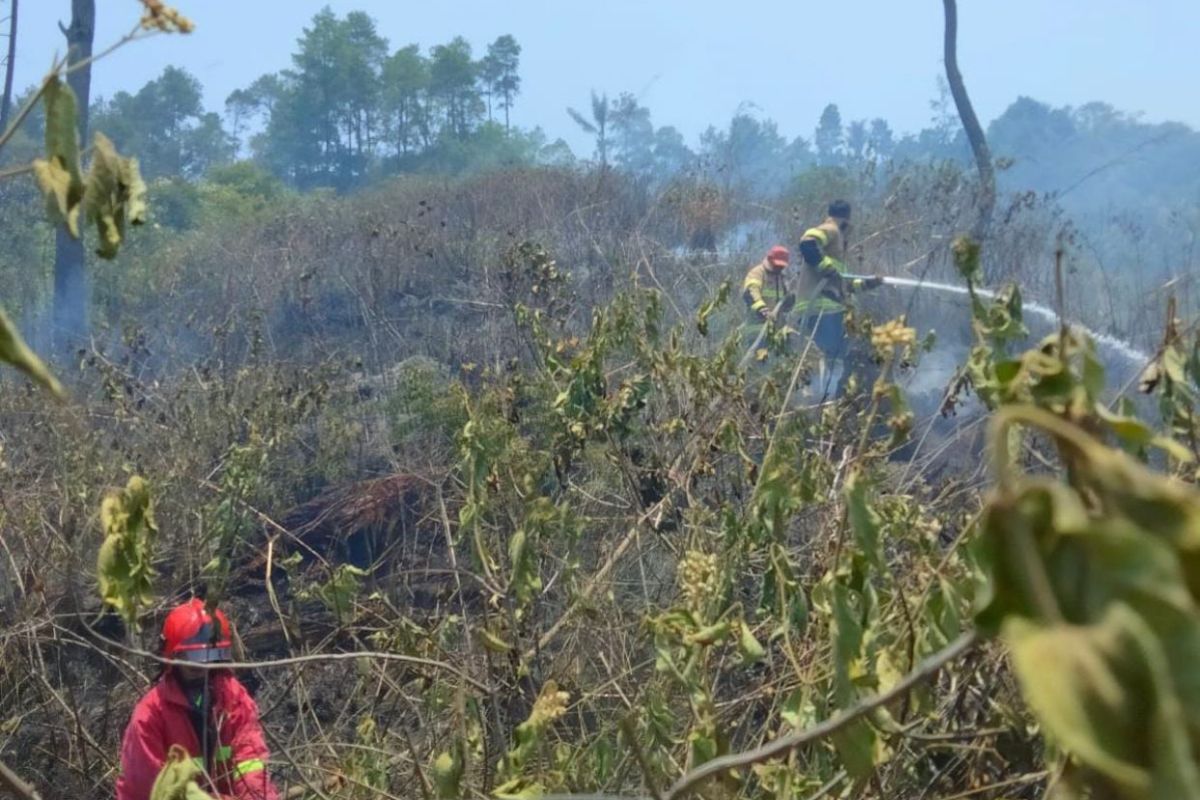 Pemkab Agam kerahkan empat mobil Damkar padamkan api bakar 1,5 hektare perkebunan