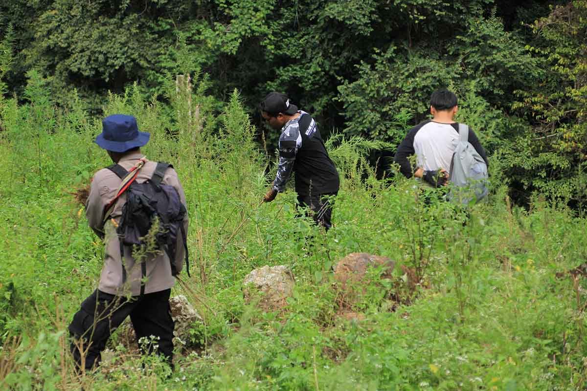 Polres Gayo Lues musnahkan lima hektare ladang ganja