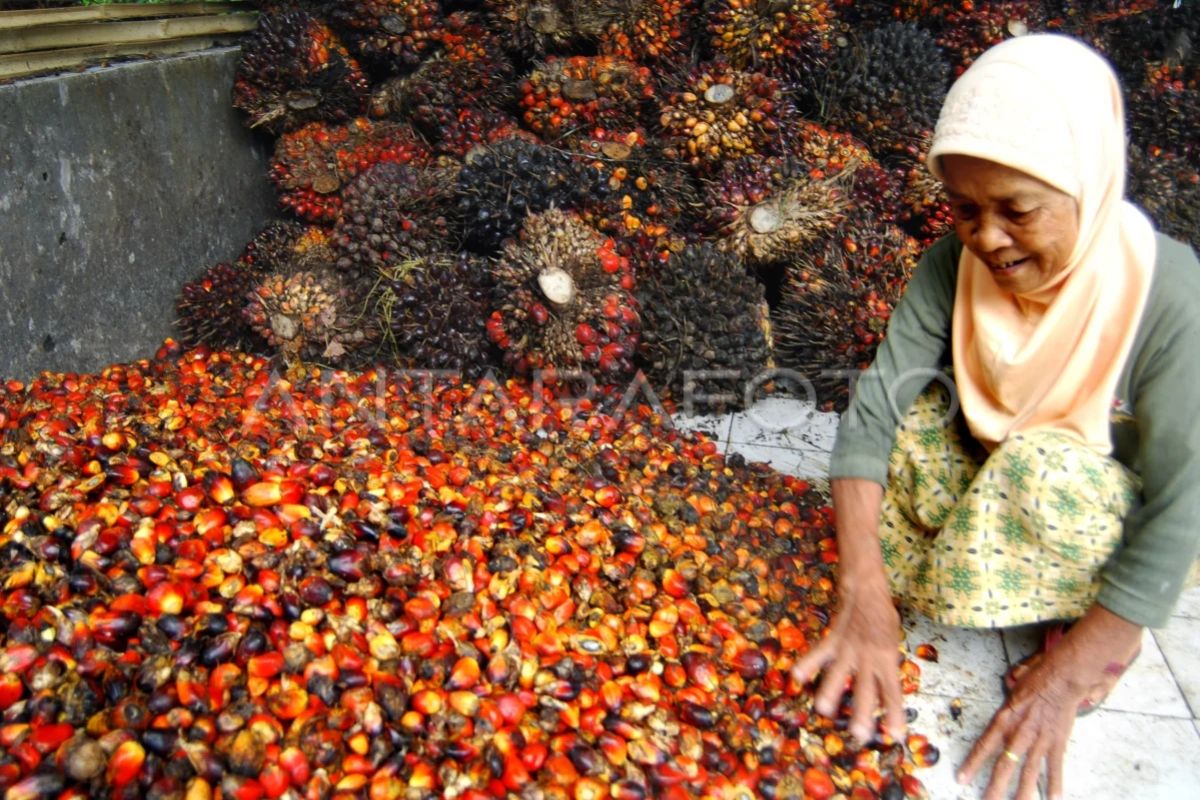 Palm oil discrimination harms Indonesia's national interests: Official