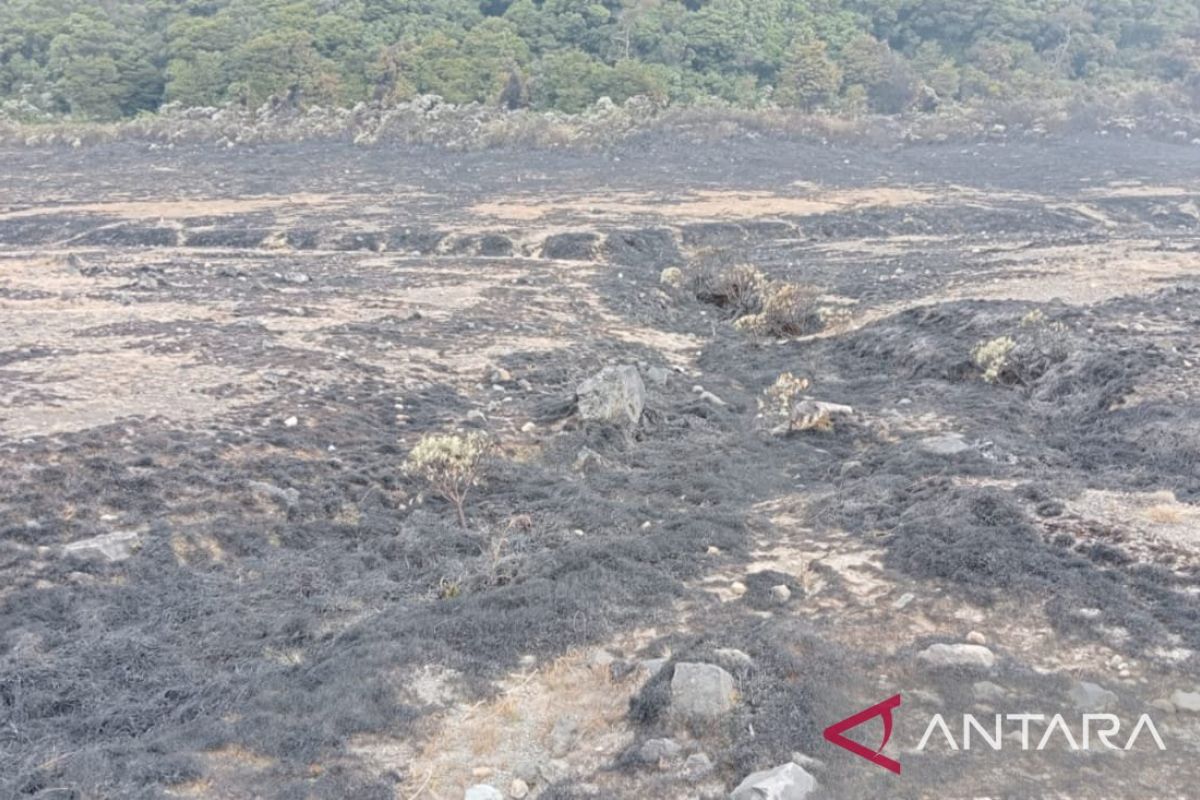 Padang bunga di Gede-Pangrango direhabilitasi awal musim hujan