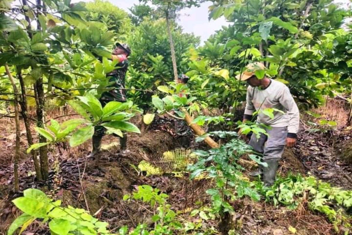 Petani Mimika Timur diajarkan budidaya kopi robusta