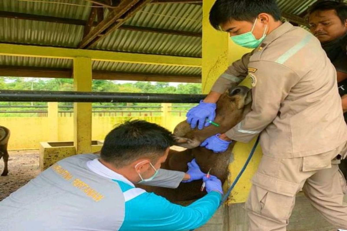 Karantina Timika ambil sampel darah 75 ekor sapi antisipasi HPHK