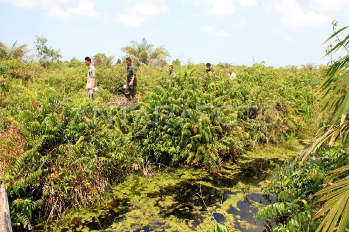 Peneliti jelaskan agrosilvofishery dukung pemulihan ekosistem gambut