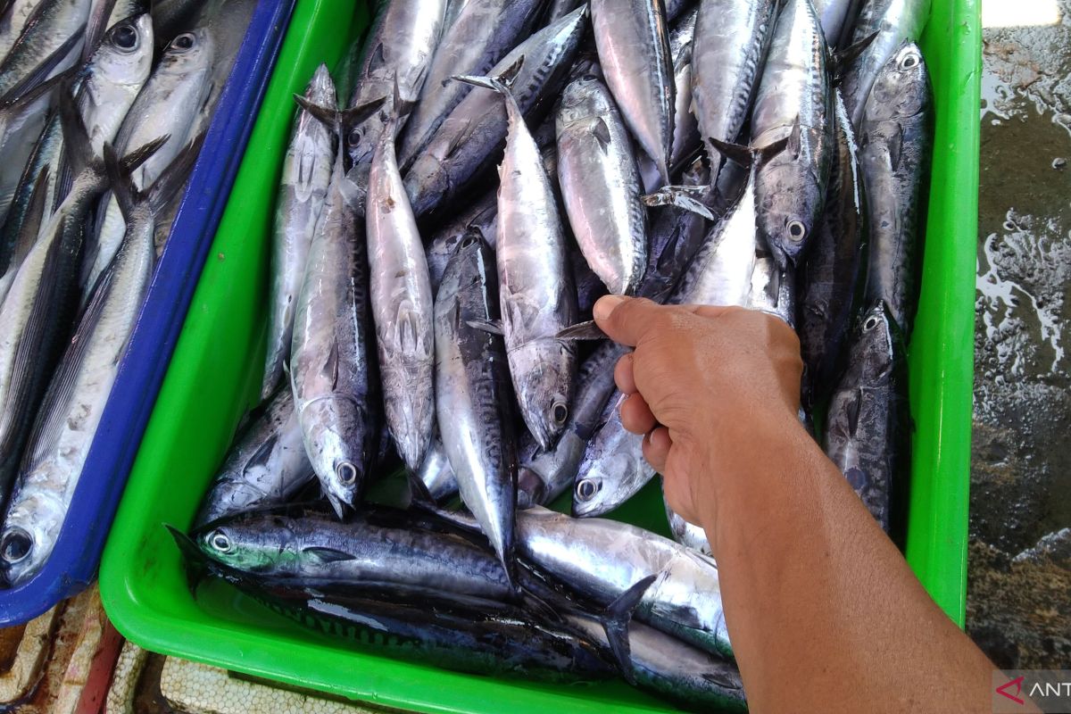 DKP Bali alokasikan paket makanan ikan cegah balita tengkes