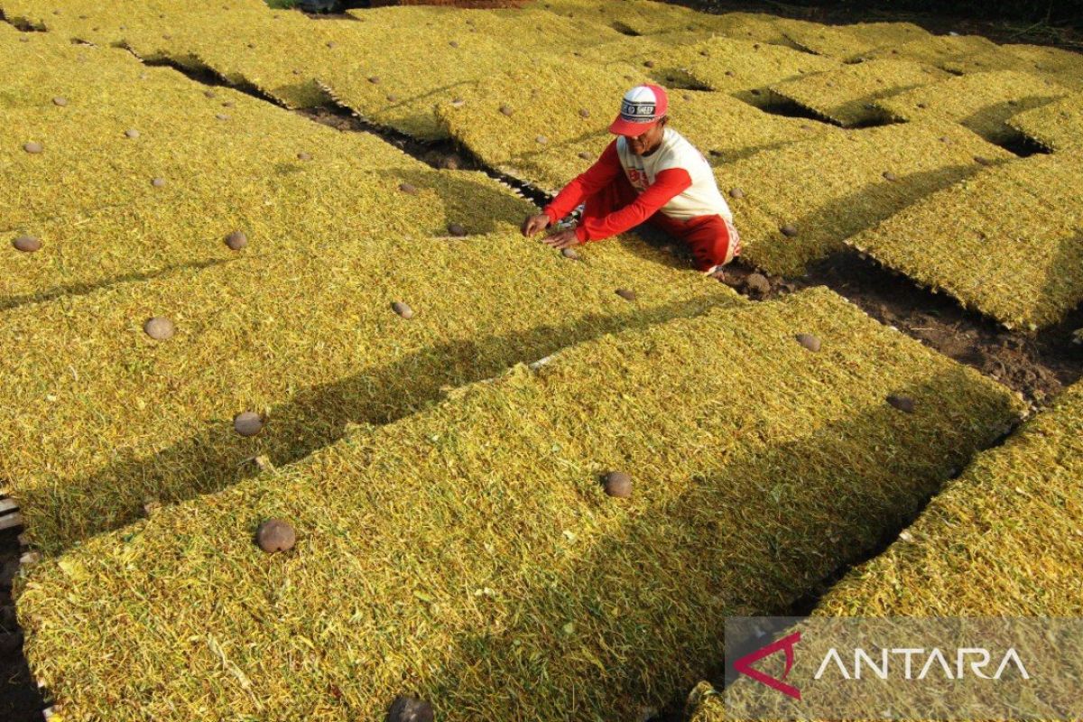 Pemkab Sampang berikan BLT kepada buruh tani dari sebagian dana cukai