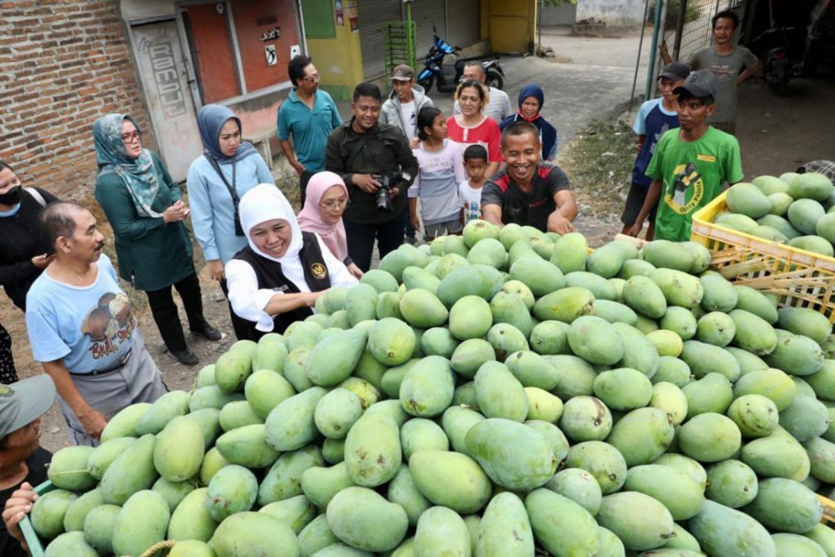 Olahan mangga beri nilai plus bagi petani di Jatim