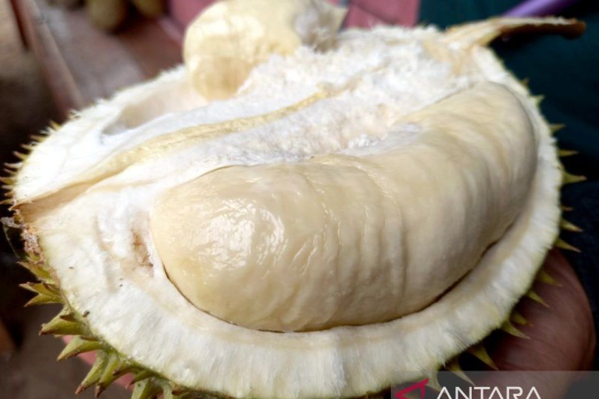 Gorontalo Utara berpeluang besar ekspor durian ke China