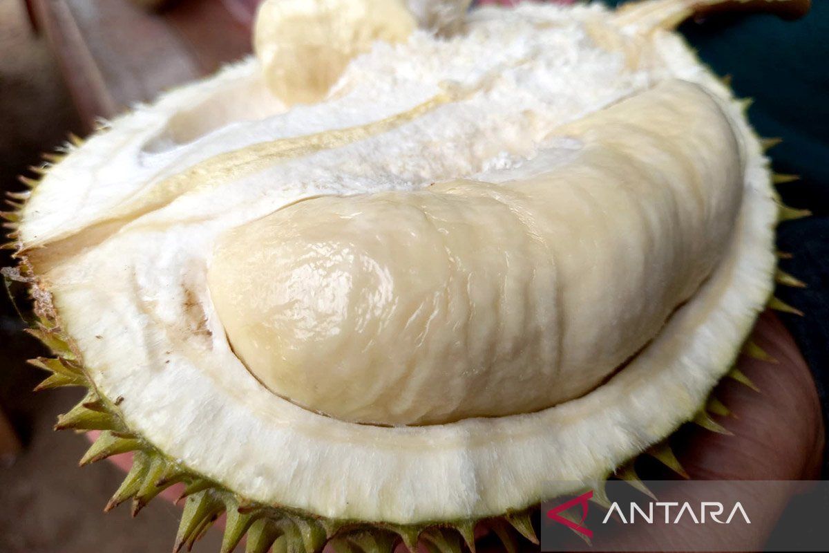 Gorontalo Utara berpeluang ekspor langsung durian ke China