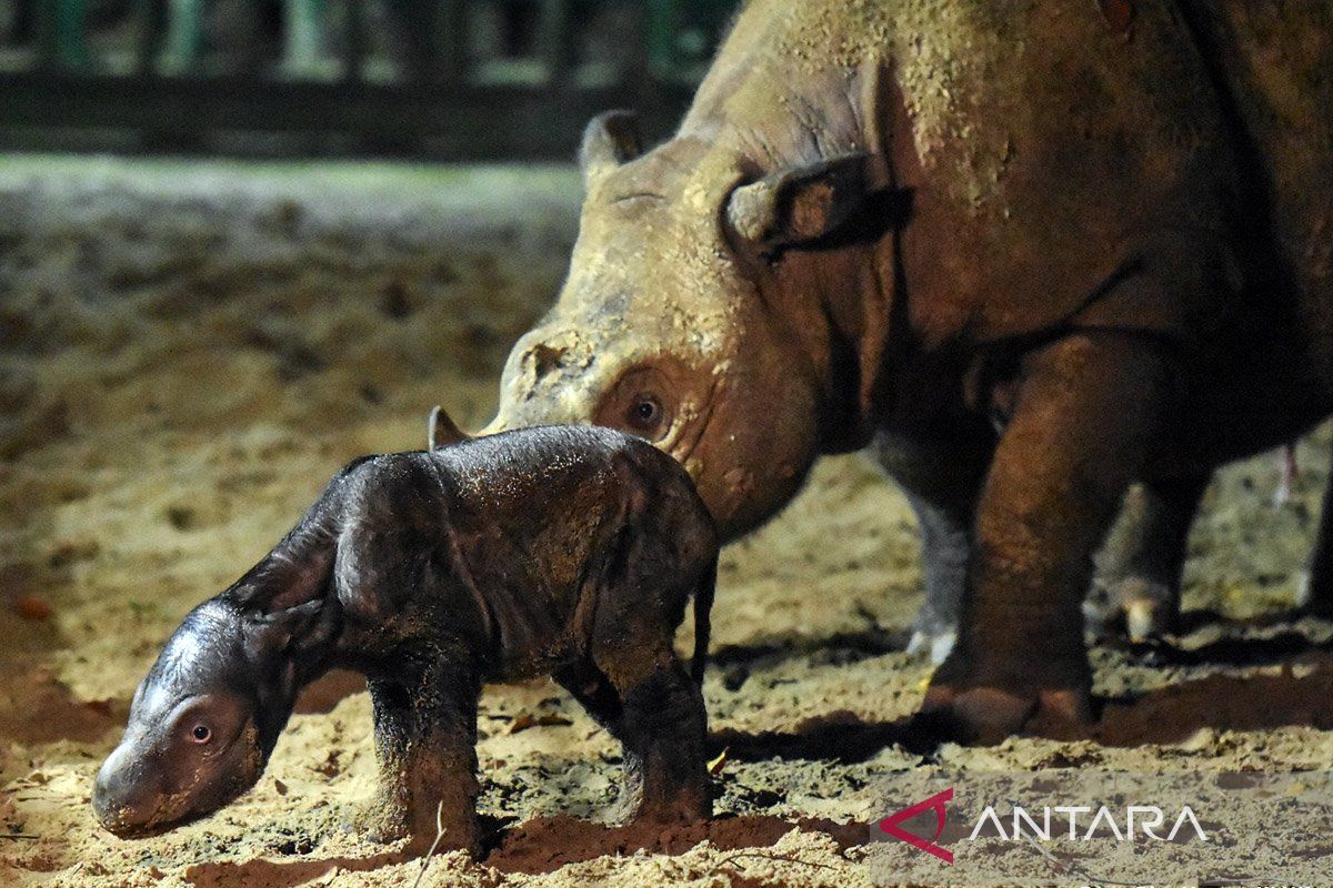 Satu badak sumatera lahir di Taman Nasional Way Kambas