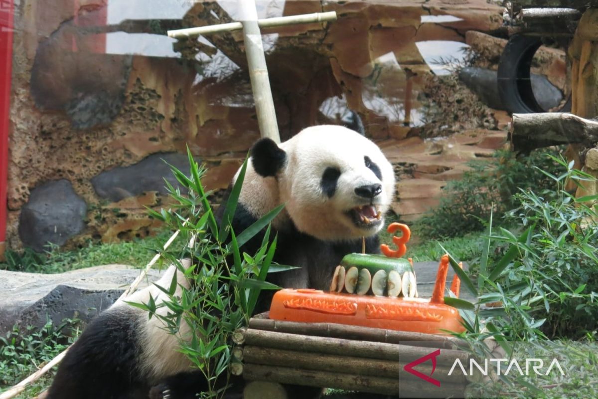 Taman Safari Bogor memperingati enam tahun kedatangan dua panda raksasa