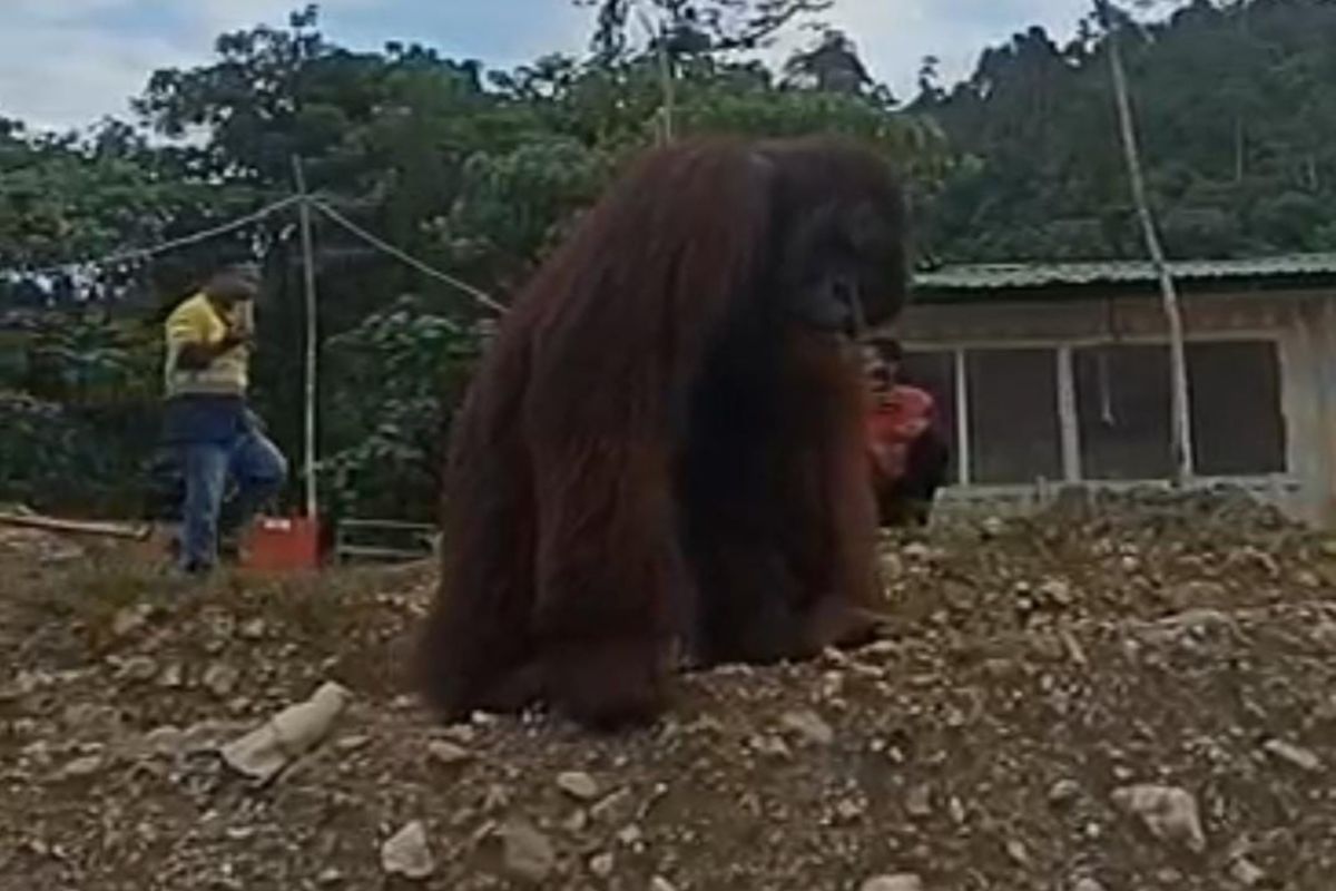 BKSDA sebut video orang utan viral di Medsos bukan di daerah Sulawesi Tenggara