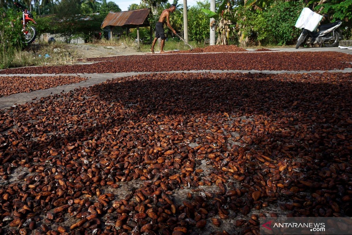 Harga biji kakao untuk periode Oktober 2023 meningkat 183,16 dolar AS