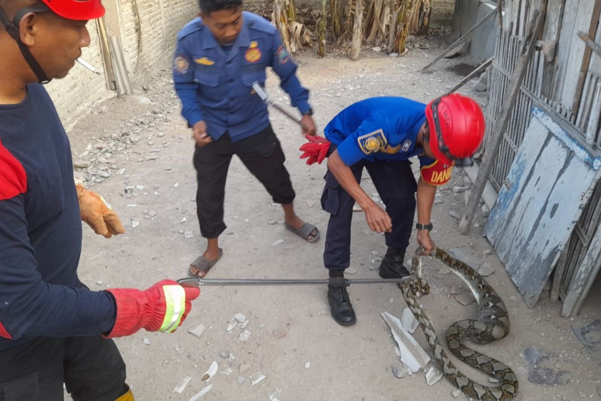Damkarmat Lampung Selatan evakuasi ular sanca dari rumah warga
