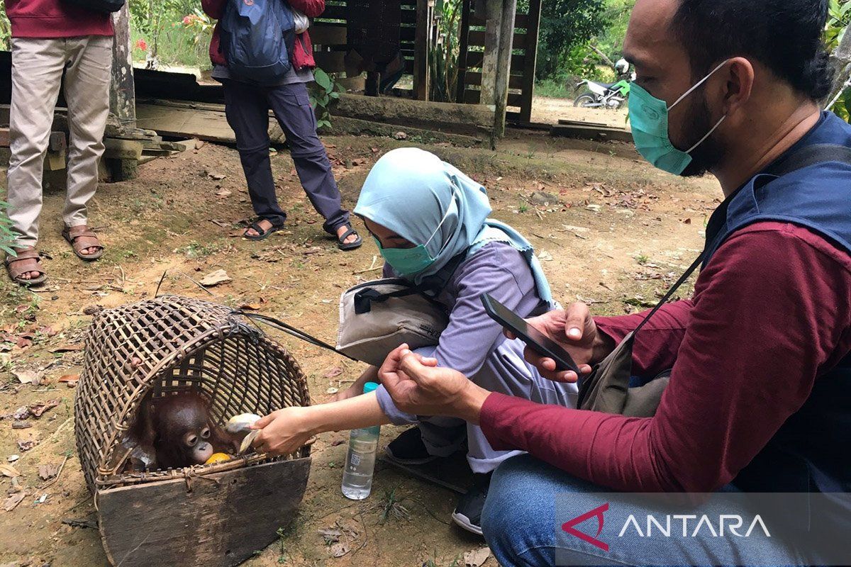 BKSDA Kalbar sudah lepasliarkan 12 orang utan ke alam