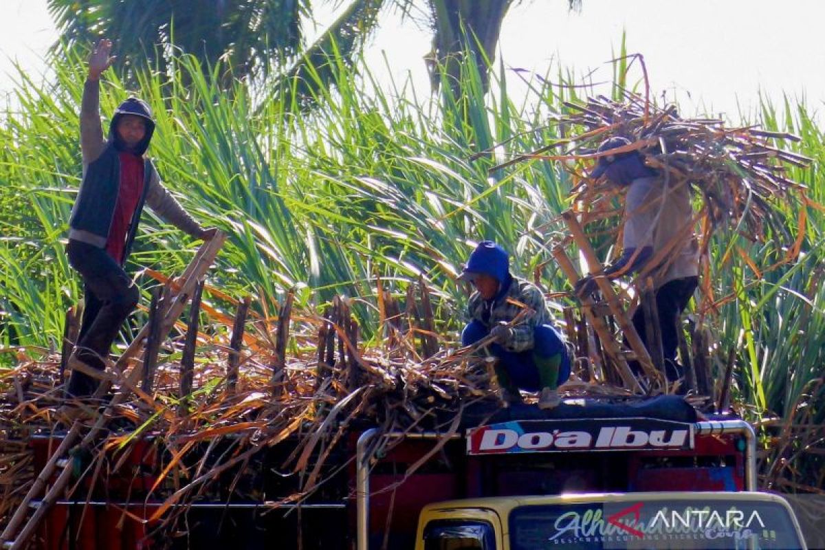 PG Assembagoes Situbondo sudah giling tebu 367.000 ton pada tahun ini