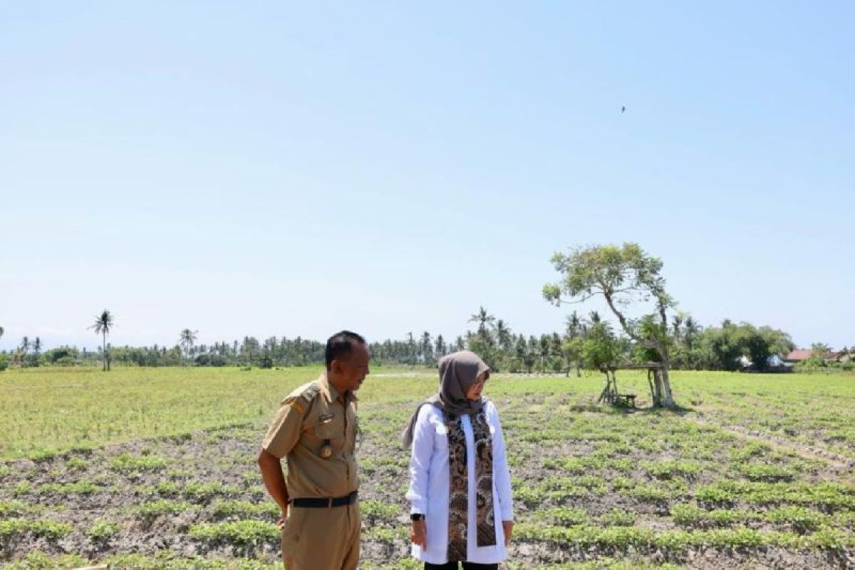 Banyuwangi siapkan antisipasi menjaga produksi pangan dampak El Nino