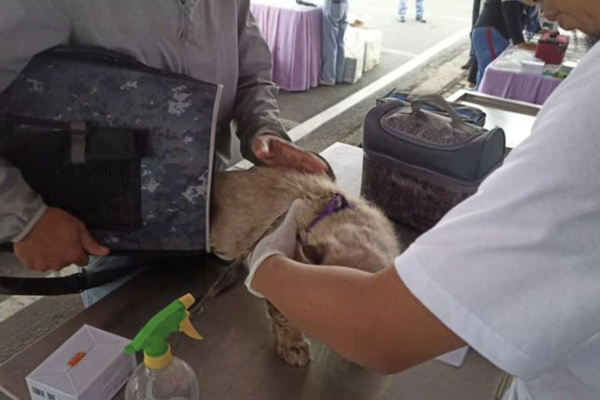 Karantina Pertanian Lampung sebut lalu lintas HPR wajib divaksin rabies