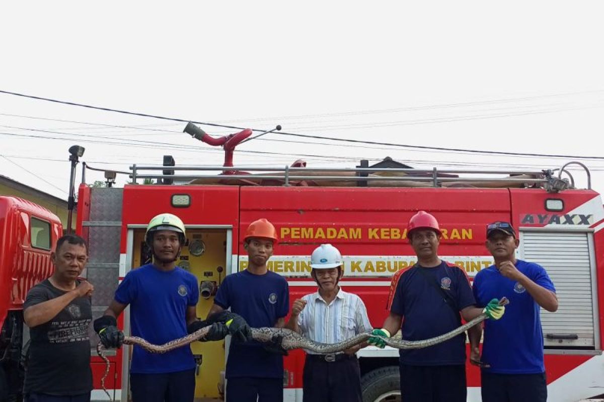 Ular piton empat meter ditemukan di belakang rumah warga Bintan