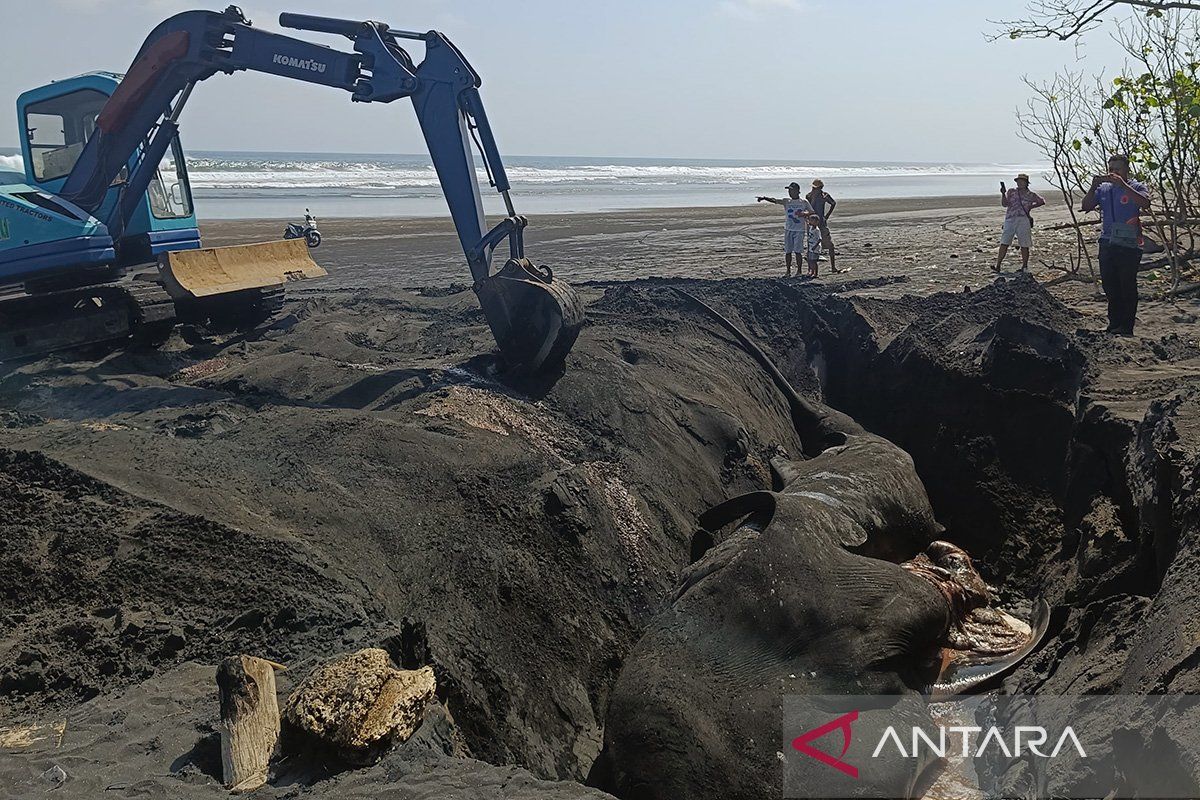 KKP kuburkan ikan paus seberat satu ton di Bali