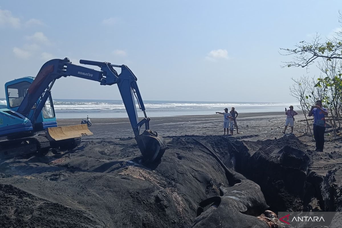 Hiu paus seberat satu ton dikuburkan di Bali