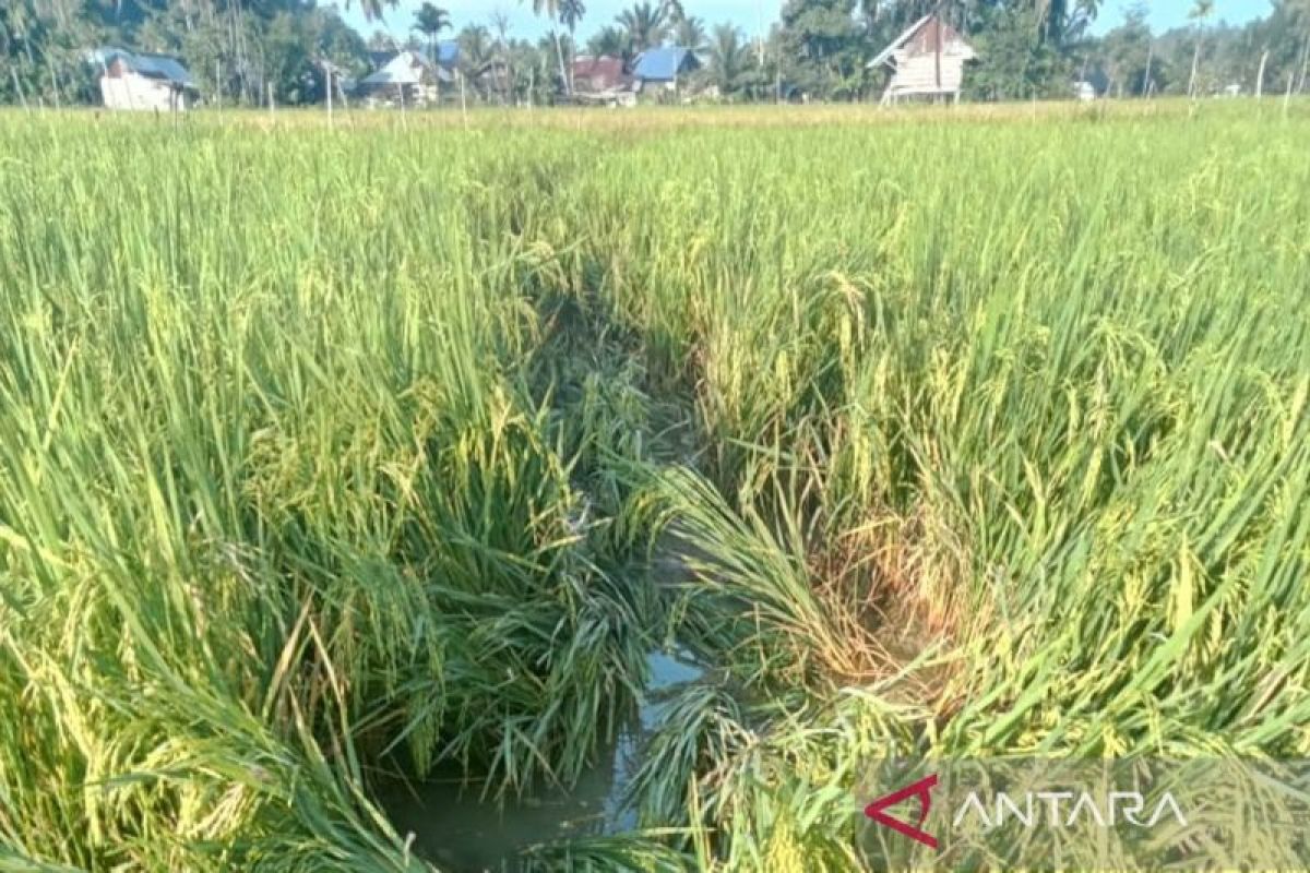 Tanaman milik warga di Aceh Barat rusak akibat dilintasi kawanan gajah