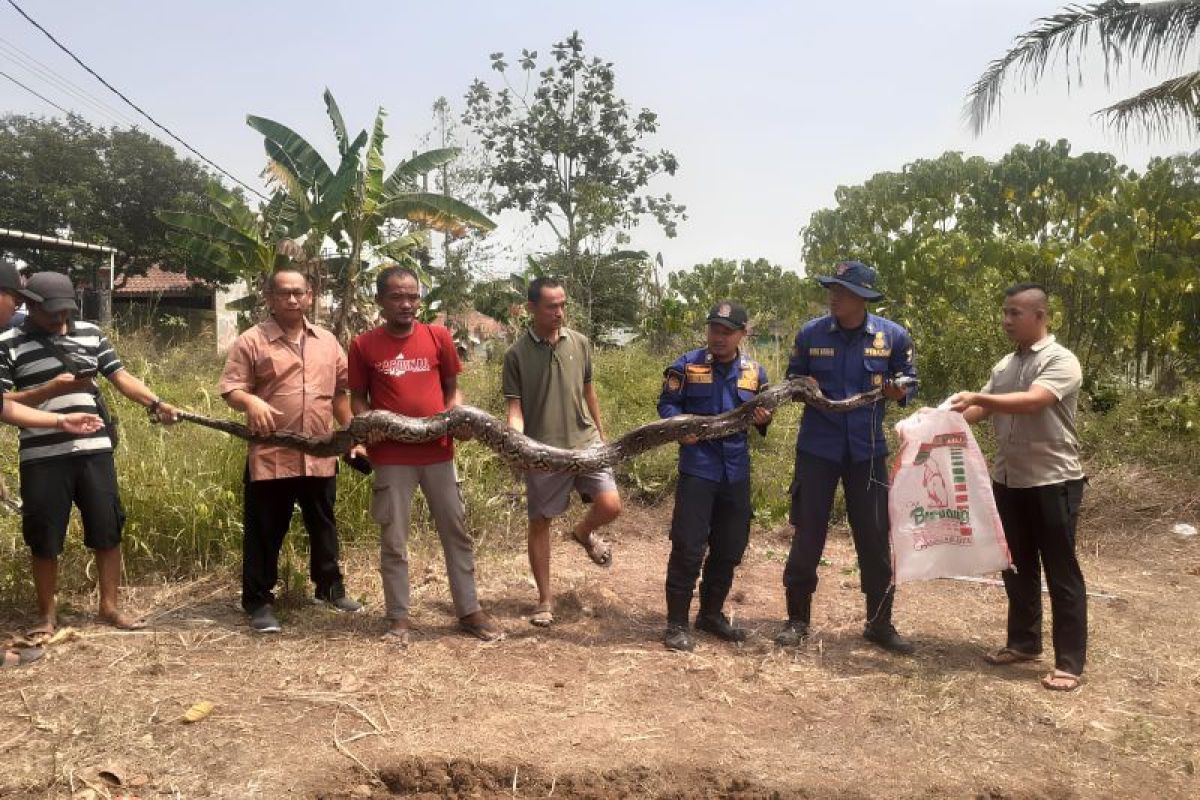 Ular sanca tujuh meter dievakuasi dari kebun warga di Tangerang