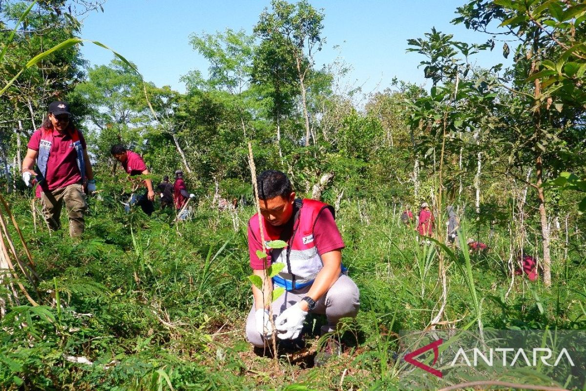 Jaga kelestarian alam, Pertamina tanam 1.600 bibit pohon di hutan Besakih Bali