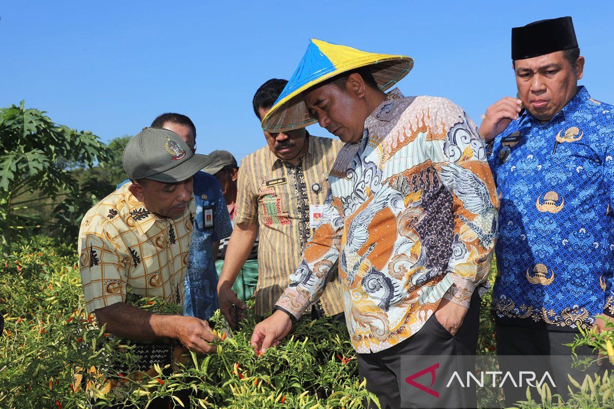 Gubernur Sulsel panen cabai di Kabupaten Maros