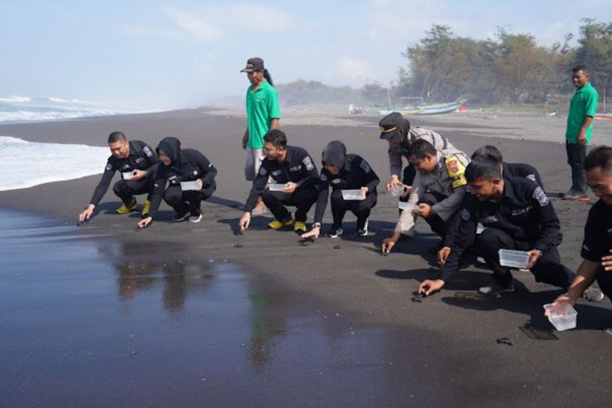 Kepolisian laksanakan pelepasan tukik di Pantai Samas Bantul