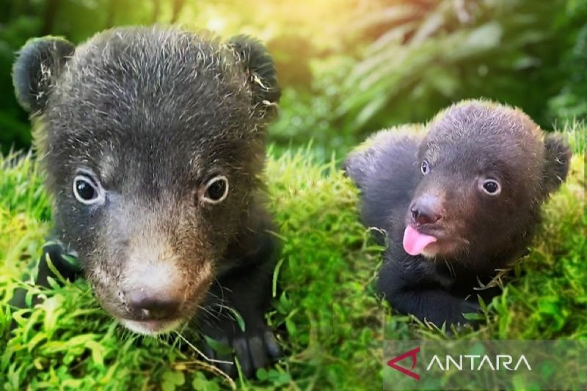 Two Himalayan black bear cubs born in Bali Safari Park